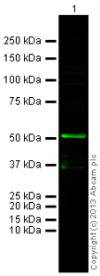 Western blot - Donkey Anti-Mouse IgG H&L (Alexa Fluor® 790) (AB175782)