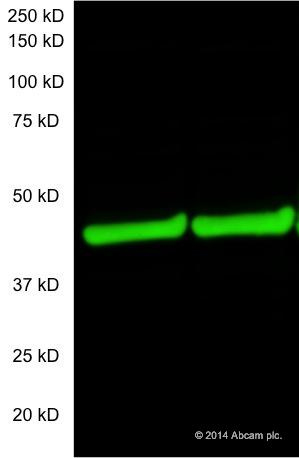 Western blot - Donkey Anti-Mouse IgG H&L (Alexa Fluor® 790) preadsorbed (AB186699), expandable thumbnail