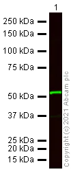 Western blot - Donkey Anti-Mouse IgG H&L (Alexa Fluor® 790) preadsorbed (AB186699)