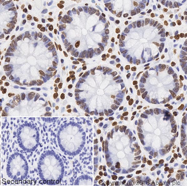 Immunohistochemistry (Formalin/PFA-fixed paraffin-embedded sections) - Donkey Anti-Mouse IgG H&L (Biotin) (AB208001), expandable thumbnail