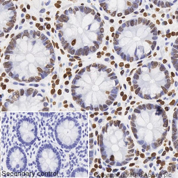 Immunohistochemistry (Formalin/PFA-fixed paraffin-embedded sections) - Donkey Anti-Mouse IgG H&L (Biotin) (AB208001)