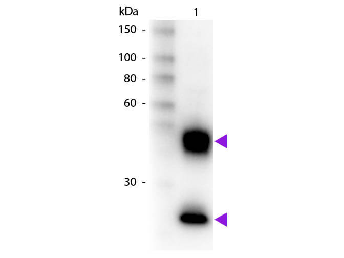 Western blot - Donkey Anti-Mouse IgG H&L (Biotin) preadsorbed (AB7060), expandable thumbnail