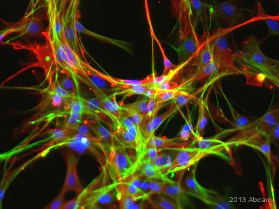 Immunocytochemistry/ Immunofluorescence - Donkey Anti-Mouse IgG H&L (DyLight® 488) (AB96875)