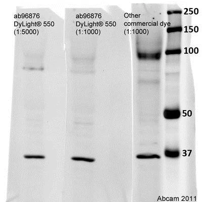 Western blot - Donkey Anti-Mouse IgG H&L (DyLight® 550) (AB96876)
