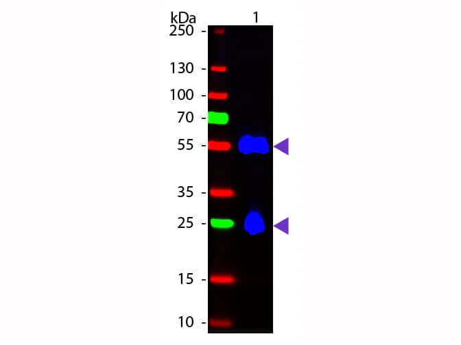 Western blot - Donkey Anti-Mouse IgG H&L (FITC) (AB6816)