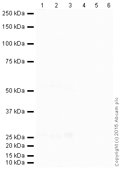 Western blot - Donkey Anti-Mouse IgG H&L (HRP) (AB205724), expandable thumbnail