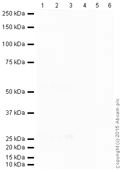Western blot - Donkey Anti-Mouse IgG H&L (HRP) (AB205724)