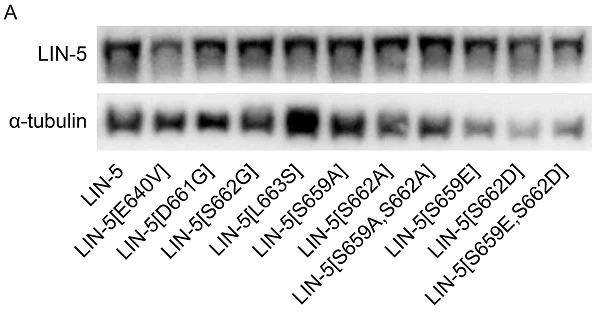 Western blot - Donkey Anti-Mouse IgG H&L (HRP) (AB6820)