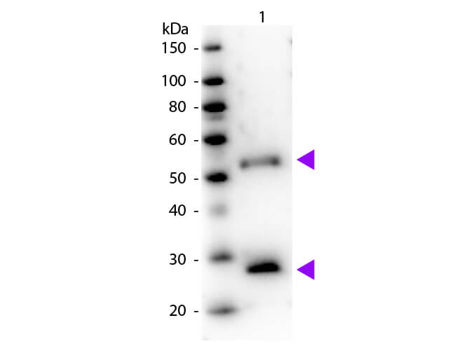 Western blot - Donkey Anti-Mouse IgG H&L (HRP) preadsorbed (AB7061), expandable thumbnail