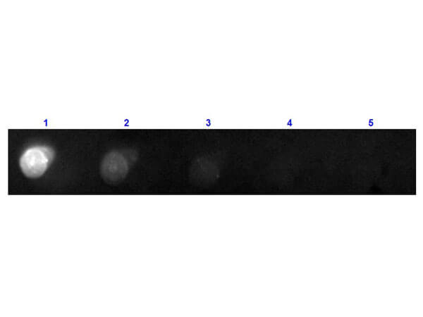 Dot Blot - Donkey Anti-Mouse IgG H&L (PE) preadsorbed (AB7003), expandable thumbnail