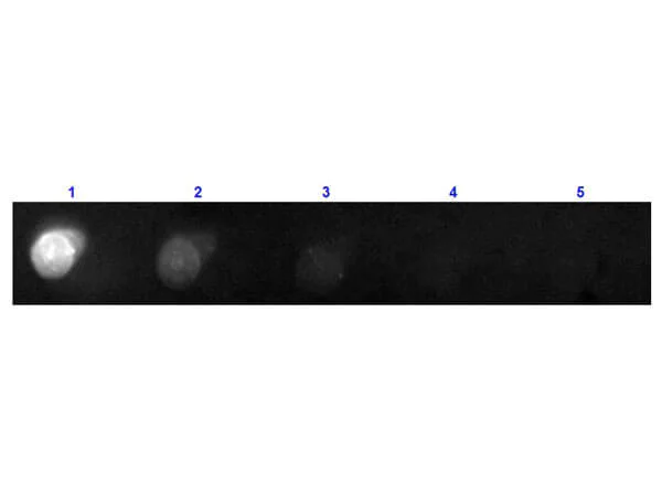 Dot Blot - Donkey Anti-Mouse IgG H&L (PE) preadsorbed (AB7003)