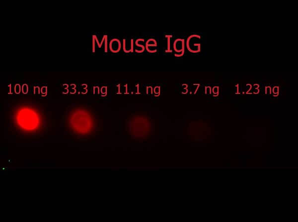 Dot Blot - Donkey Anti-Mouse IgG H&L (PE) preadsorbed (AB7003), expandable thumbnail