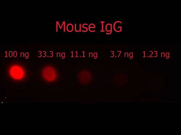 Dot Blot - Donkey Anti-Mouse IgG H&L (PE) preadsorbed (AB7003)