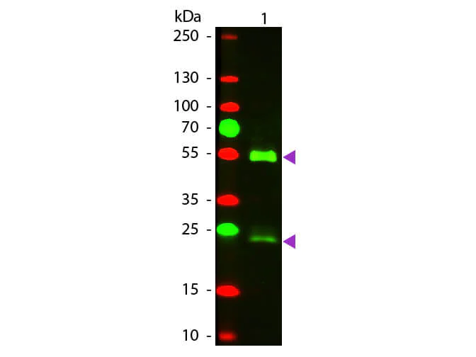 Western blot - Donkey Anti-Mouse IgG H&L (Texas Red ®) (AB6818)
