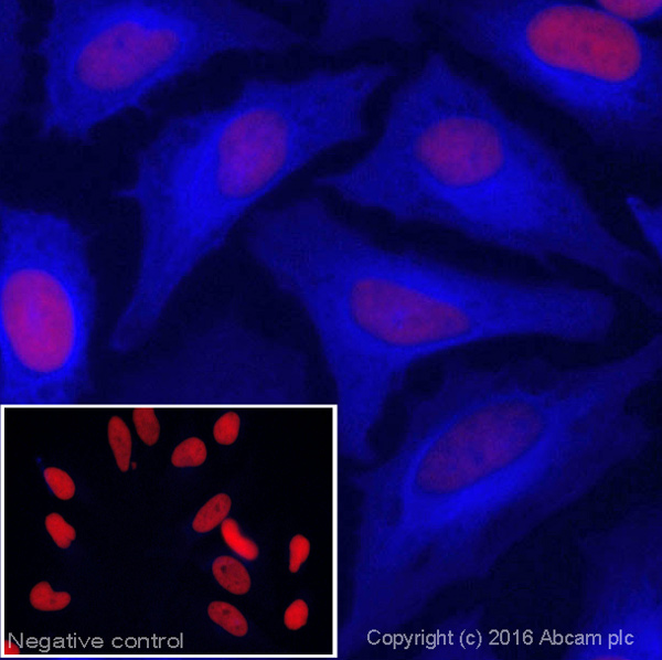 Immunocytochemistry/ Immunofluorescence - Donkey Anti-Rabbit IgG H&L (Alexa Fluor® 405) (AB175651), expandable thumbnail