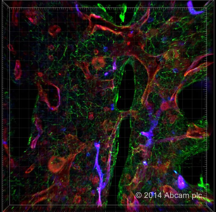 Donkey Anti-Rabbit IgG (Alexa Fluor® 405) secondary antibody