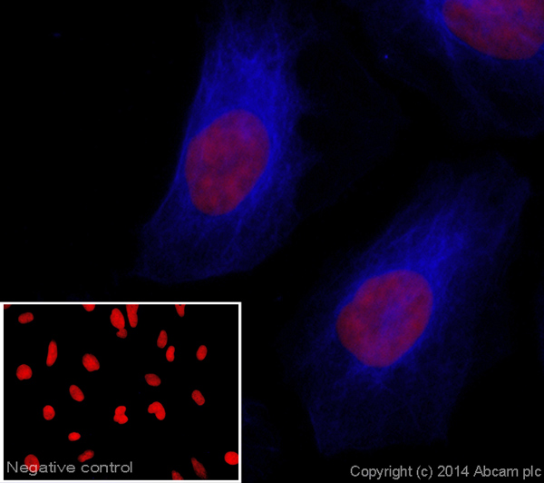 Immunocytochemistry/ Immunofluorescence - Donkey Anti-Rabbit IgG H&L (Alexa Fluor® 405) preadsorbed (AB175648), expandable thumbnail