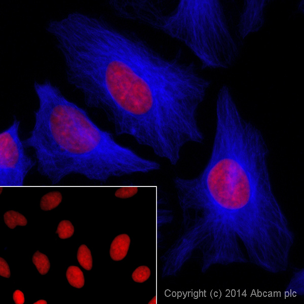Immunocytochemistry/ Immunofluorescence - Donkey Anti-Rabbit IgG H&L (Alexa Fluor® 405) preadsorbed (AB175649), expandable thumbnail