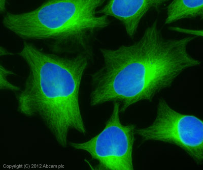 Immunocytochemistry/ Immunofluorescence - Donkey Anti-Rabbit IgG H&L (Alexa Fluor® 488) preadsorbed (AB150065), expandable thumbnail