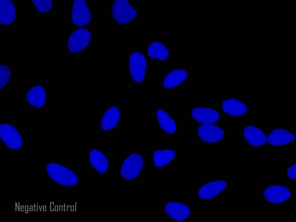 Immunocytochemistry/ Immunofluorescence - Donkey Anti-Rabbit IgG H&L (Alexa Fluor® 555) preadsorbed (AB150066), expandable thumbnail