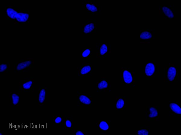Immunocytochemistry/ Immunofluorescence - Donkey Anti-Rabbit IgG H&L (Alexa Fluor® 568) (AB175470), expandable thumbnail