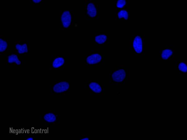 Immunocytochemistry/ Immunofluorescence - Donkey Anti-Rabbit IgG H&L (Alexa Fluor® 568) preadsorbed (AB175692), expandable thumbnail
