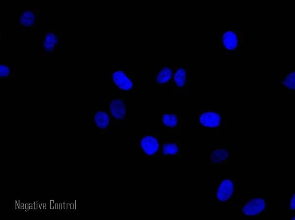 Immunocytochemistry/ Immunofluorescence - Donkey Anti-Rabbit IgG H&L (Alexa Fluor® 568) preadsorbed (AB175693)