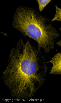 Immunocytochemistry/ Immunofluorescence - Donkey Anti-Rabbit IgG H&L (Alexa Fluor® 568) preadsorbed (AB175693)
