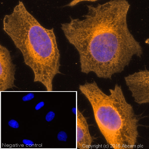 Immunocytochemistry/ Immunofluorescence - Donkey Anti-Rabbit IgG H&L (Alexa Fluor® 594) (AB150076), expandable thumbnail