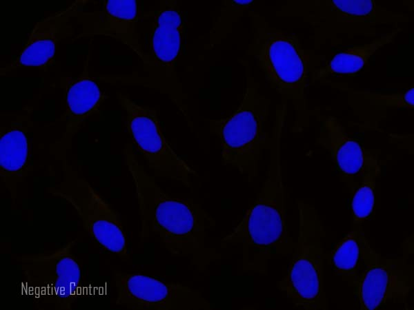 Immunocytochemistry/ Immunofluorescence - Donkey Anti-Rabbit IgG H&L (Alexa Fluor® 594) preadsorbed (AB150068), expandable thumbnail