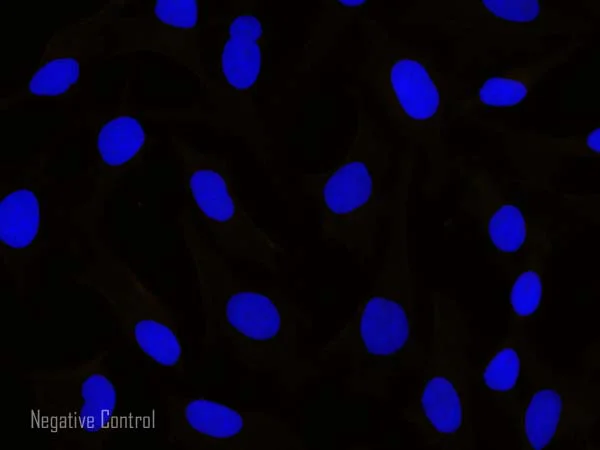 Immunocytochemistry/ Immunofluorescence - Donkey Anti-Rabbit IgG H&L (Alexa Fluor® 594) preadsorbed (AB150068)