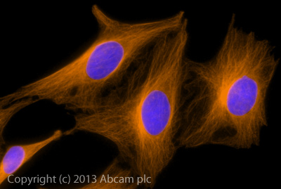 Immunocytochemistry/ Immunofluorescence - Donkey Anti-Rabbit IgG H&L (Alexa Fluor® 594) preadsorbed (AB150068), expandable thumbnail