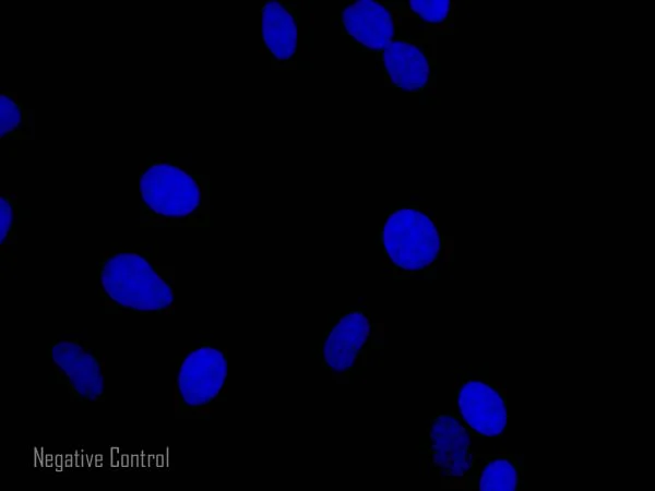 Immunocytochemistry/ Immunofluorescence - Donkey Anti-Rabbit IgG H&L (Alexa Fluor® 647) preadsorbed (AB150063)