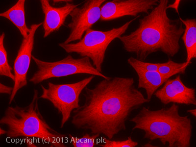 Immunocytochemistry/ Immunofluorescence - Donkey Anti-Rabbit IgG H&L (Alexa Fluor® 647) preadsorbed (AB150063), expandable thumbnail