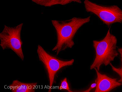 ｃｄ4 Goat Anti Rabbit (IgG) secondary antibody preadsorbed Alexa