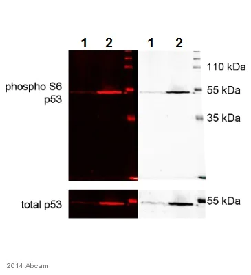 Western blot - Donkey Anti-Rabbit IgG H&L (Alexa Fluor® 680) (AB175772)
