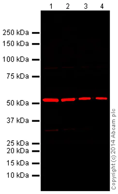Western blot - Donkey Anti-Rabbit IgG H&L (Alexa Fluor® 680) (AB175772)