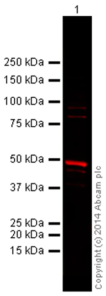 Western blot - Donkey Anti-Rabbit IgG H&L (Alexa Fluor® 680) preadsorbed (AB186692)