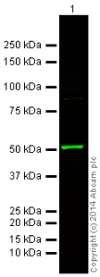 Western blot - Donkey Anti-Rabbit IgG H&L (Alexa Fluor® 750) (AB175731), expandable thumbnail