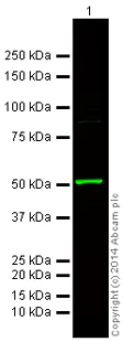 Western blot - Donkey Anti-Rabbit IgG H&L (Alexa Fluor® 750) (AB175731)