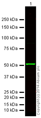 Western blot - Donkey Anti-Rabbit IgG H&L (Alexa Fluor® 750) preadsorbed (AB175728)