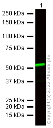 Western blot - Donkey Anti-Rabbit IgG H&L (Alexa Fluor® 790) (AB175780), expandable thumbnail