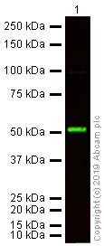 Western blot - Donkey Anti-Rabbit IgG H&L (Alexa Fluor® 790) preadsorbed (AB186693), expandable thumbnail