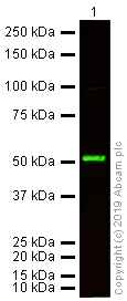 Western blot - Donkey Anti-Rabbit IgG H&L (Alexa Fluor® 790) preadsorbed (AB186693)