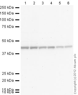 Western blot - Donkey Anti-Rabbit IgG H&L (Alkaline Phosphatase) (AB97061), expandable thumbnail