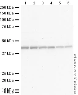 Western blot - Donkey Anti-Rabbit IgG H&L (Alkaline Phosphatase) (AB97061)