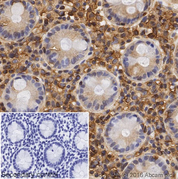 Immunohistochemistry (Formalin/PFA-fixed paraffin-embedded sections) - Donkey Anti-Rabbit IgG H&L (Biotin) (AB207999)
