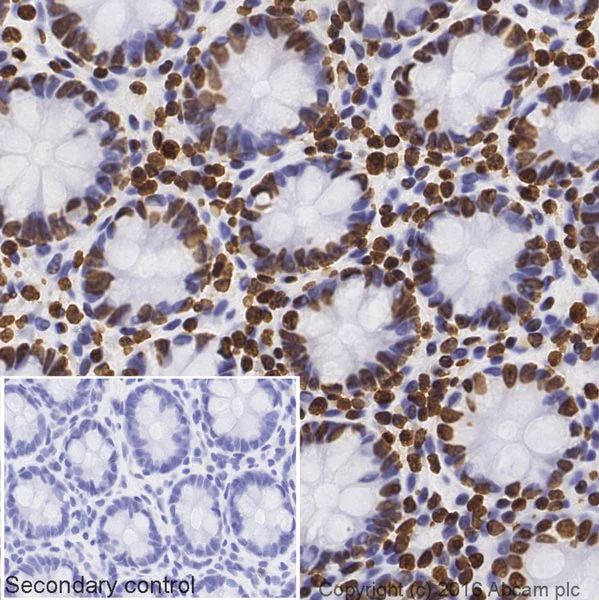 Immunohistochemistry (Formalin/PFA-fixed paraffin-embedded sections) - Donkey Anti-Rabbit IgG H&L (Biotin) (AB207999)