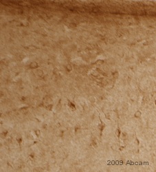 Immunohistochemistry (Frozen sections) - Donkey Anti-Rabbit IgG H&L (Biotin) (AB6801), expandable thumbnail