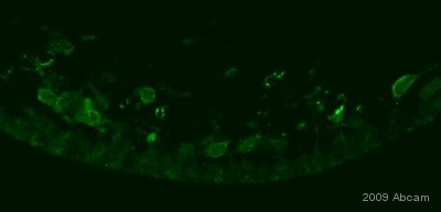 Donkey Anti-Rabbit IgG H&L (Biotin) preadsorbed